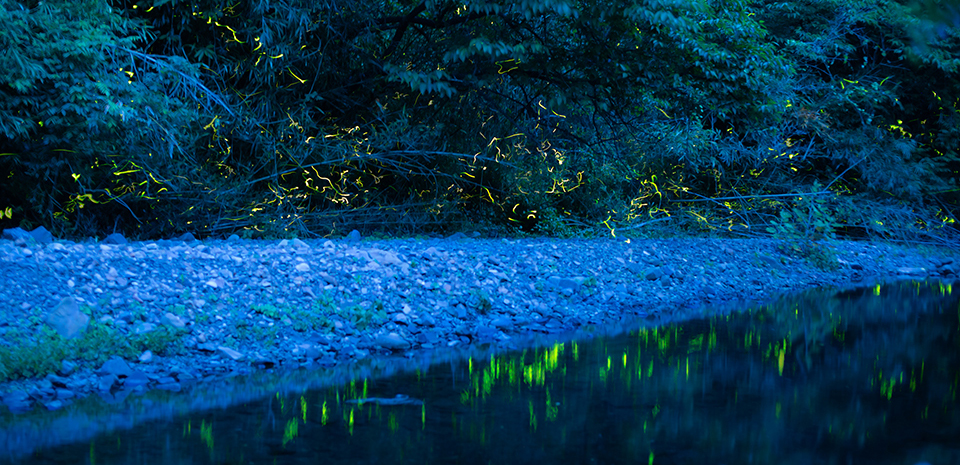 初夏にはホタルが見ごろ