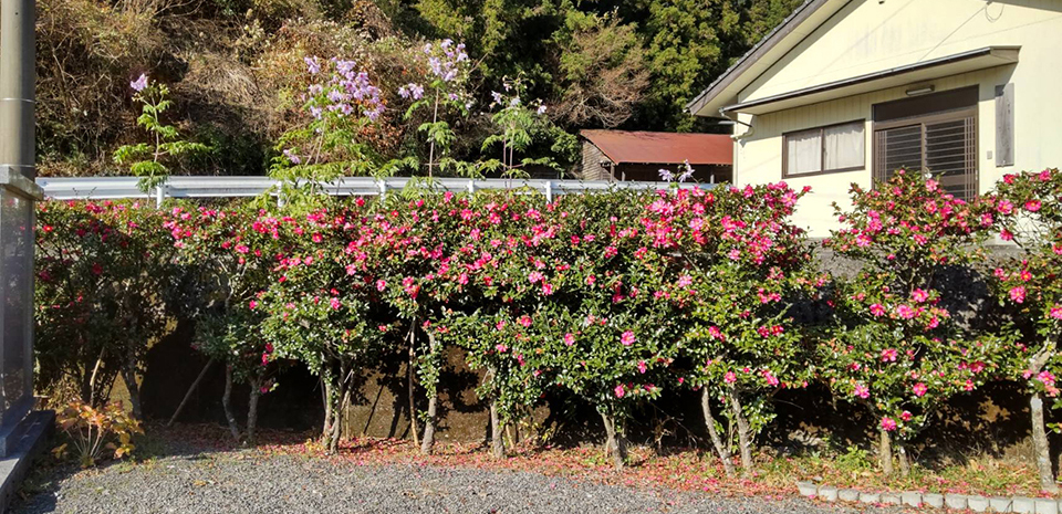 冬には山茶花が満開